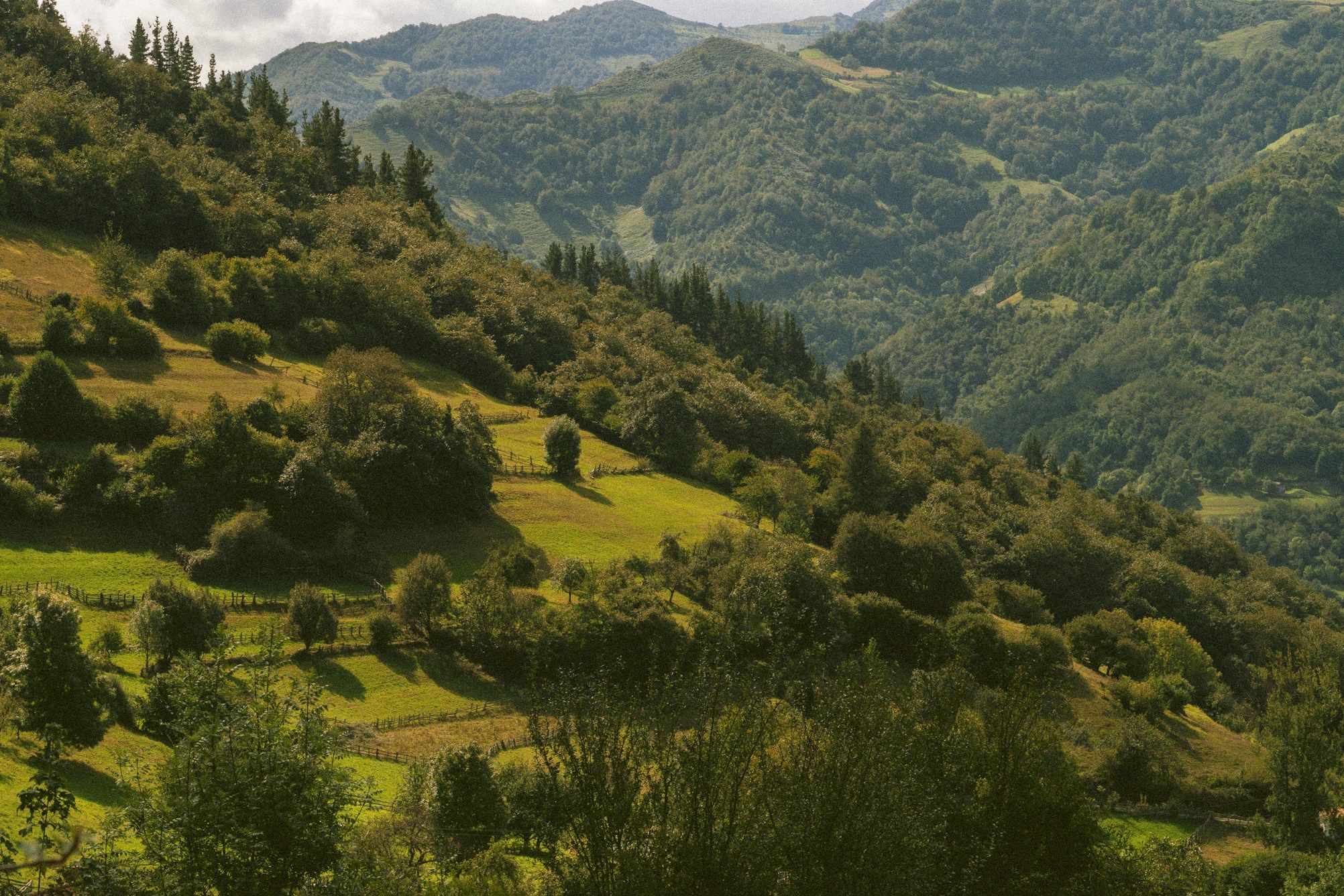 Absinthe Landscape